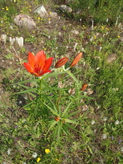 Lilium pensylvanicum