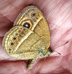Brakefieldia perspicua