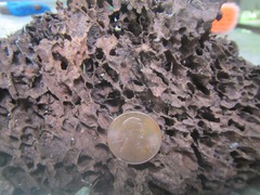 Nasutitermes corniger