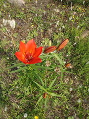 Lilium pensylvanicum