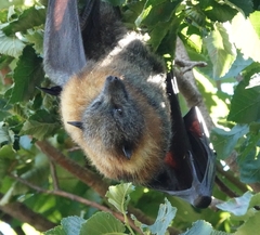 Pteropus poliocephalus