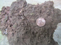 Nasutitermes corniger