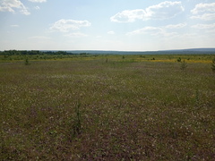 Dracocephalum nutans