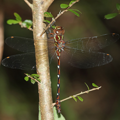Austroaeschna pulchra