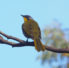 Nesoptilotis flavicollis