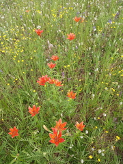 Lilium pensylvanicum