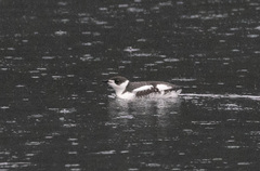 Brachyramphus marmoratus