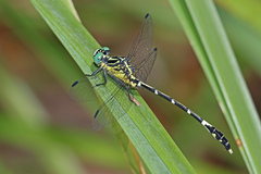 Austrogomphus amphiclitus