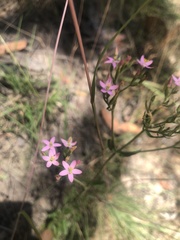 Centaurium tenuiflorum
