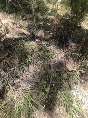 Centaurium tenuiflorum