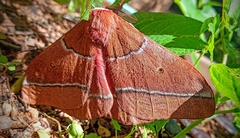Gonimbrasia belina