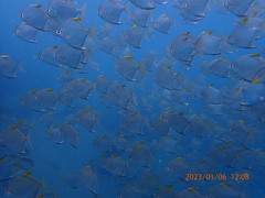 Monodactylus argenteus