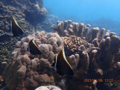 Heniochus varius