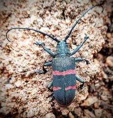 Ceroplesis orientalis