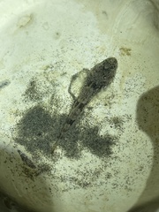 Leptocottus armatus