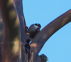 Melithreptus validirostris