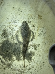 Leptocottus armatus
