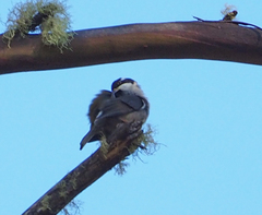 Melithreptus validirostris