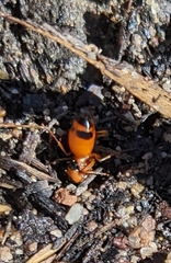 Opisthopsis rufithorax