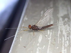 Leptophlebiidae