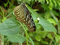 Ideopsis vulgaris