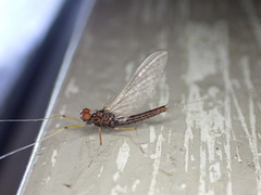 Leptophlebiidae