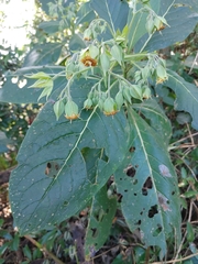Trichodesma calycosum