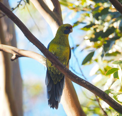 Platycercus caledonicus