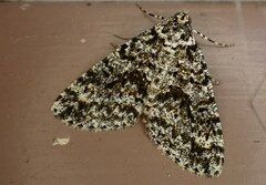 Pseudocoremia monacha