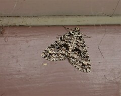 Pseudocoremia monacha