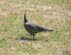 Ocyphaps lophotes