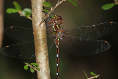 Austroaeschna pulchra