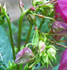 Impatientinum asiaticum