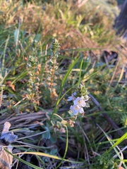 Euphrasia collina