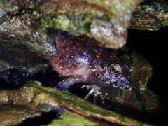 Platymantis dorsalis