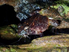 Platymantis dorsalis