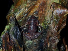 Platymantis dorsalis