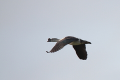 Sarkidiornis melanotos