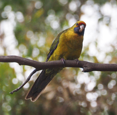 Platycercus caledonicus