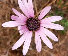 Dimorphotheca spectabilis