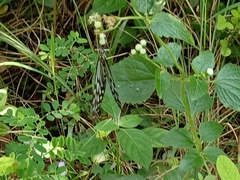 Ideopsis vulgaris