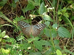 Ideopsis vulgaris