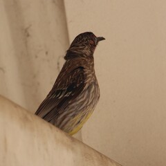 Anthochaera carunculata