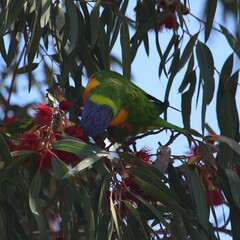 Trichoglossus moluccanus