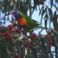 Trichoglossus moluccanus