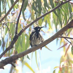 Phylidonyris novaehollandiae