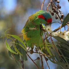 Glossopsitta concinna