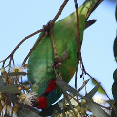 Glossopsitta concinna
