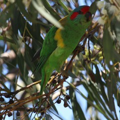 Glossopsitta concinna