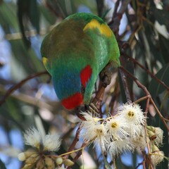 Glossopsitta concinna